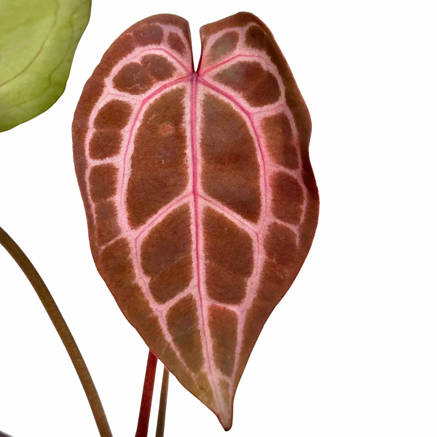 Plant and Stories Anthurium Docblock Michelle plante pot 9 cm