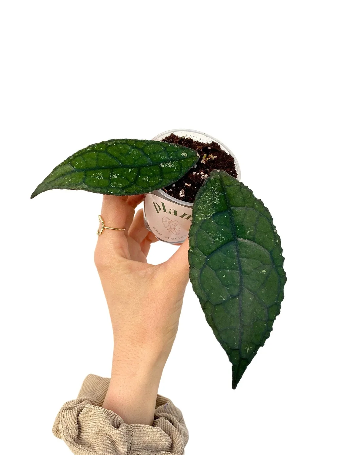 Plant and Stories Hoya Clemensiorum plante pot 6cm velouté