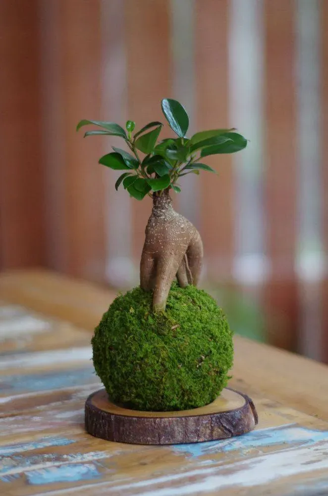 Aquaphyte Daitokuji Ichi kokedama ficus 10 cm