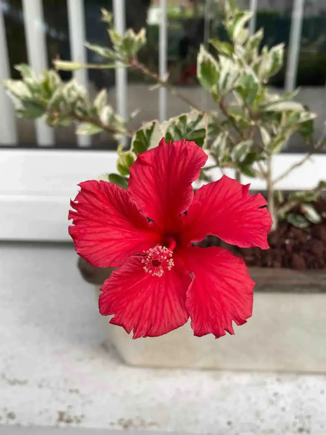 Plant and Stories Hibiscus Variegata arbuste pot 12 cm panaché