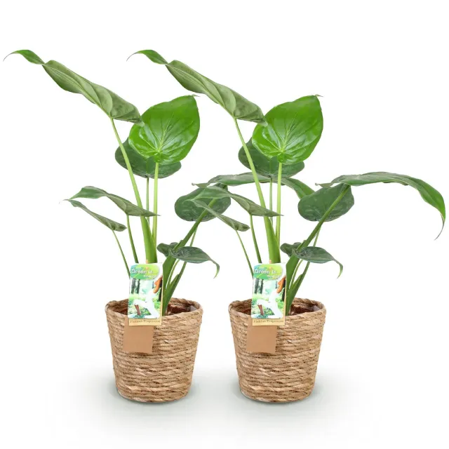 Plant and Stories Cucullata alocasia lot 2 17 cm 60 cm