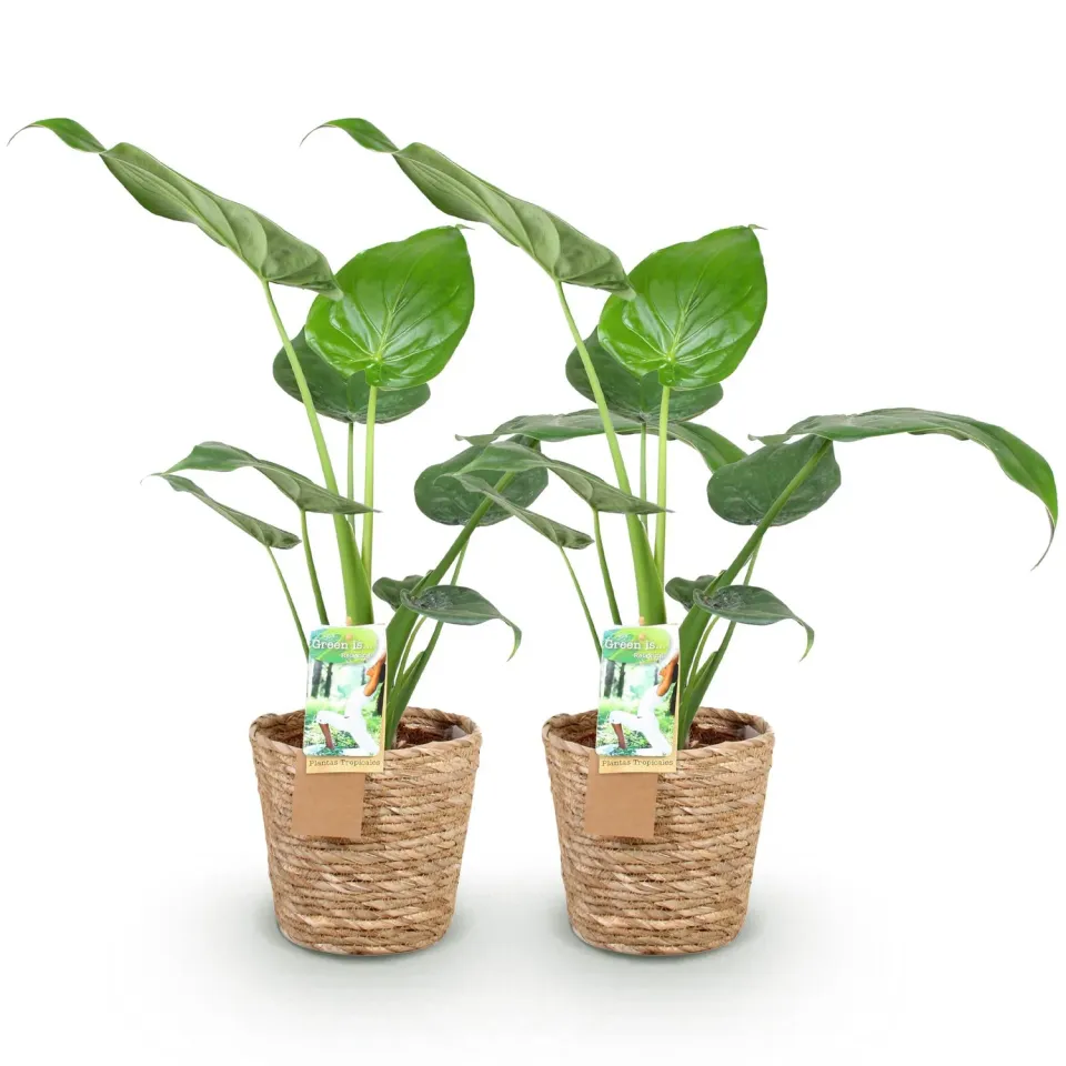 Plant and Stories Cucullata alocasia lot 2 17 cm 60 cm