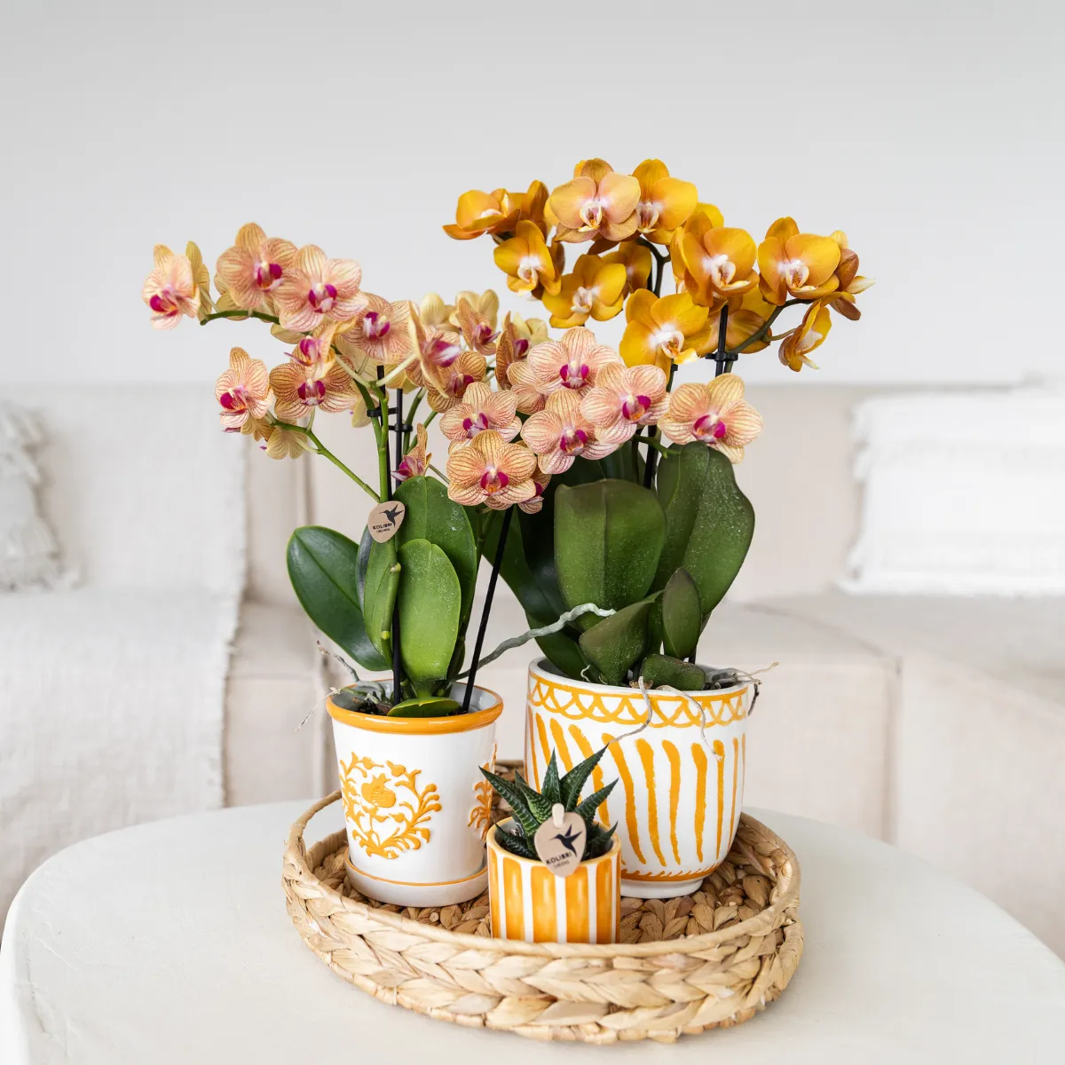 Plant and Stories Phalaenopsis Jamaica orchidée pot 9 cm orange