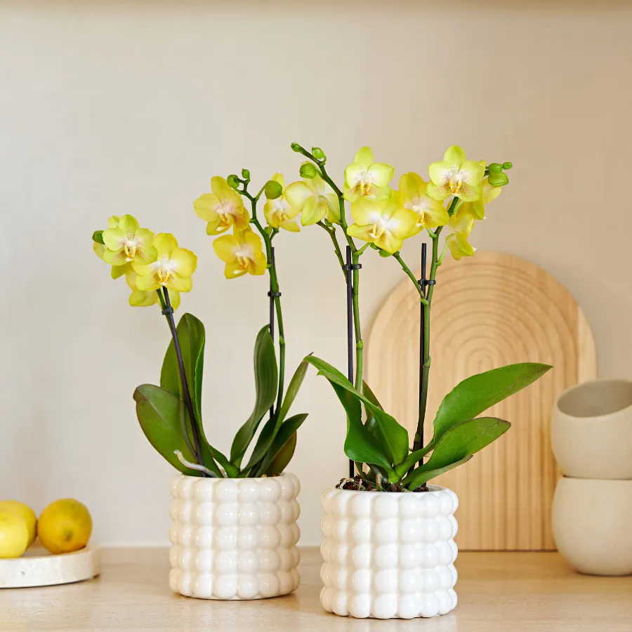 Plant and Stories Orchidée Phalaenopsis Albenga jaune set 2 pots 9cm