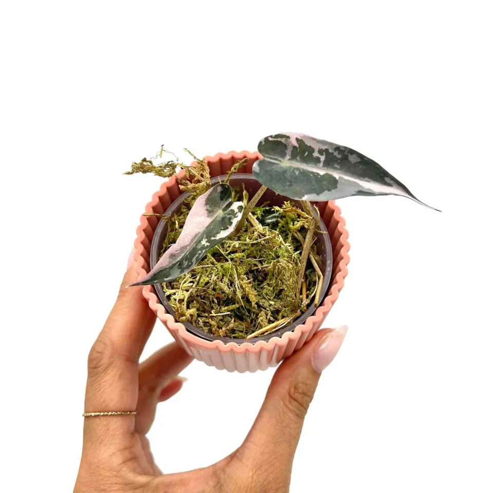 PLANT AND STORIES Alocasia Bambino Variegata plante d’intérieur pot 9 cm panachée