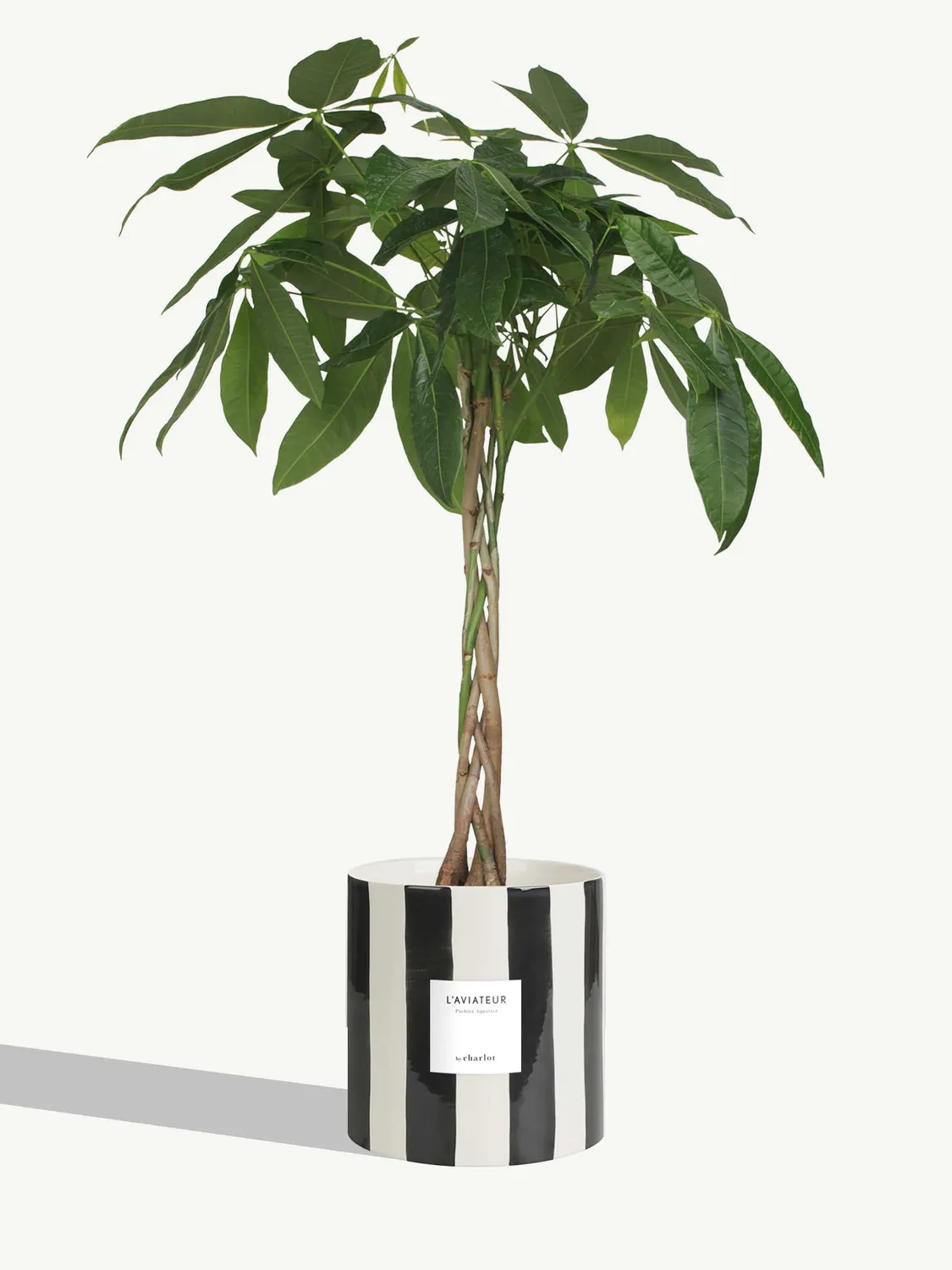 By Charlot L'Aviateur grande plante verte L+ 100 cm