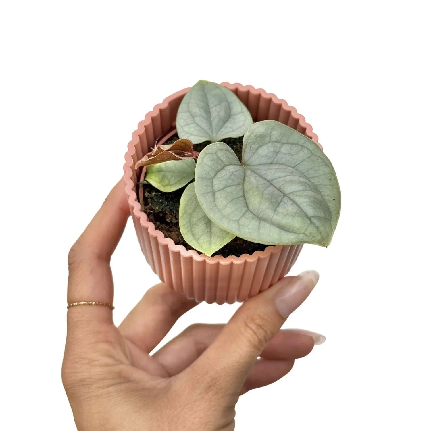 Plant and Stories Anthurium Luxurians plante pot 6 cm bullée