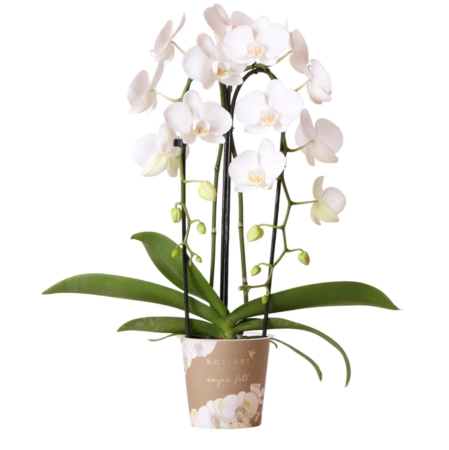 Plant and Stories Niagara Falls orchidée blanche pot 12 cm