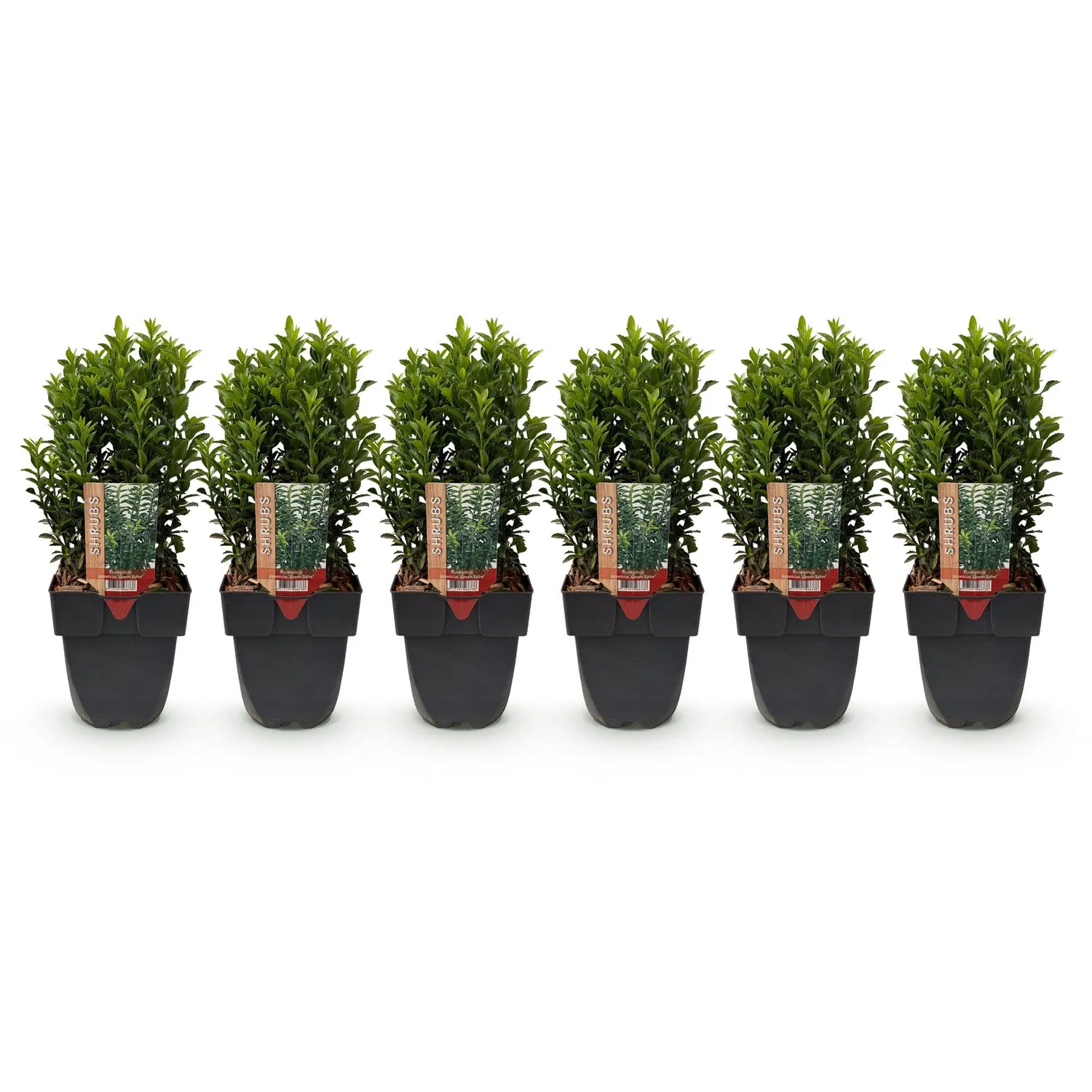 Plant and Stories Fusain Green Spire haie pot 17 cm compacte