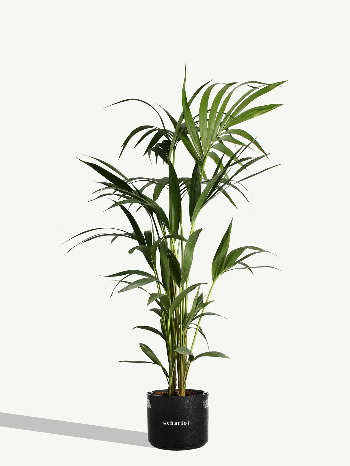 By Charlot La Stupéfiante grande plante d’intérieur taille L