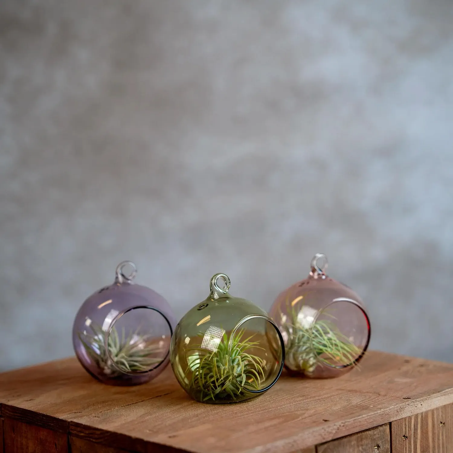 Airplantshop boule en verre 8 cm plante aérienne tillandsia