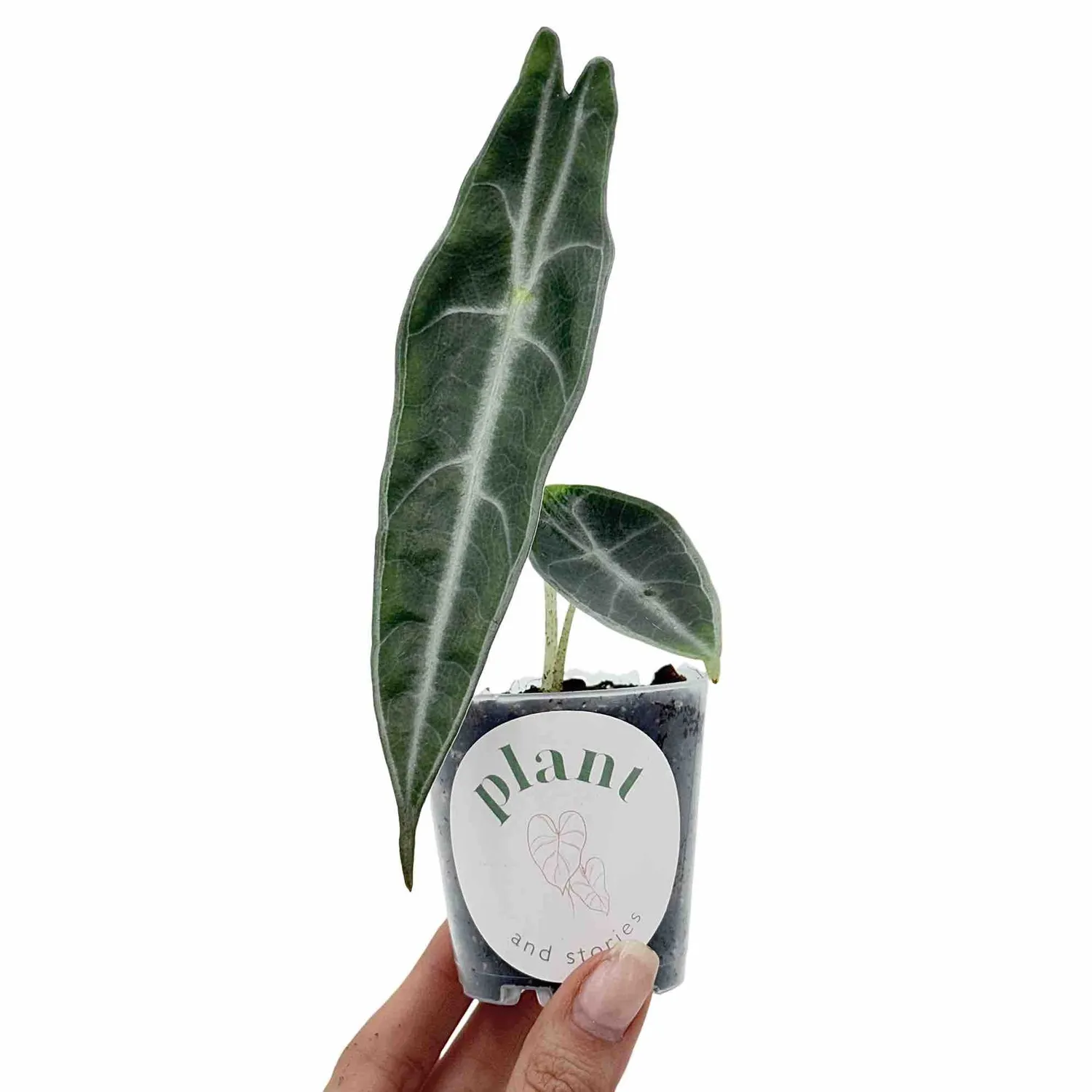 Plant and Stories Longiloba Purple alocasia pot 9cm violet