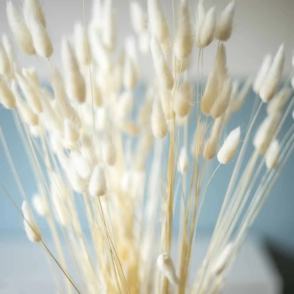 Réconciliation Végétale Lagurus botte fleurs séchées blanc 90 g