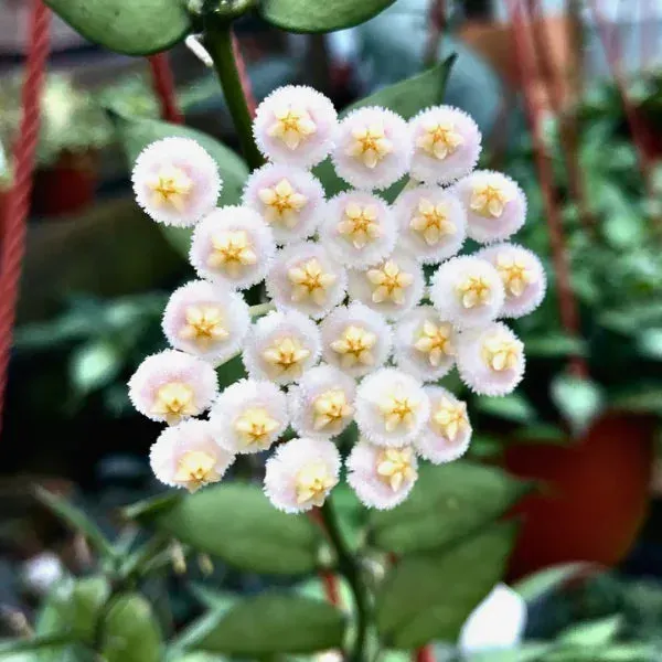 Plant and Stories Snow Leopard hoya lacunosa plante pot 6 cm argenté