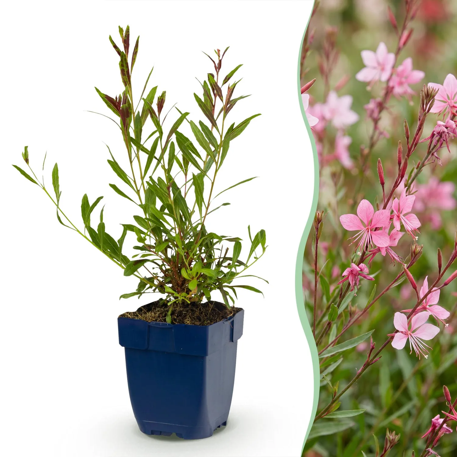 Plant and Stories Gaura Florgauros vivace lot 6 plants 11 cm