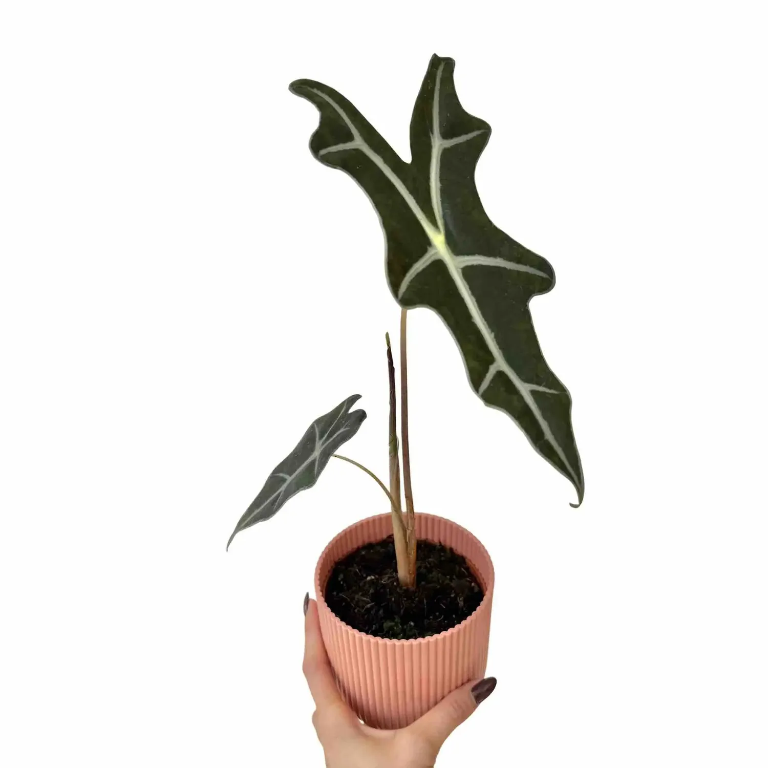PLANT AND STORIES Alocasia Sanderiana Nobilis plante pot 10,5cm