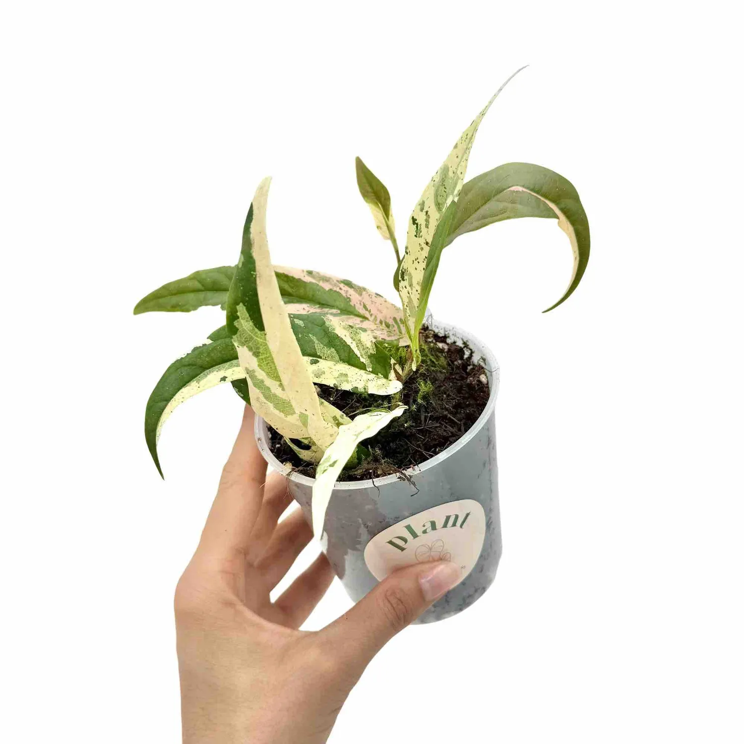 Plant and Stories Sagittata Variegata ficus pot 9cm panaché