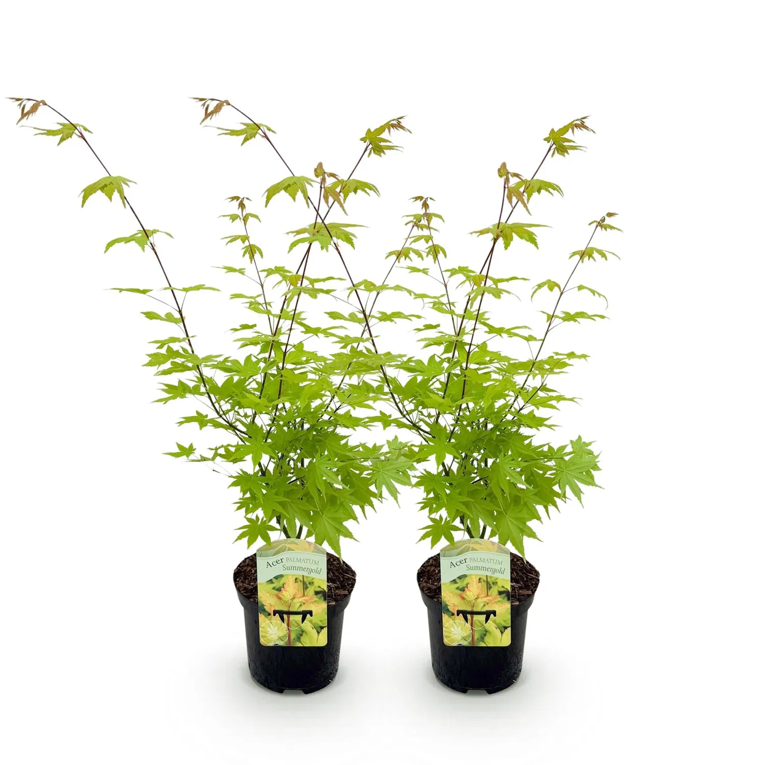 Plant and Stories Summergold érable Japon pot 19cm doré 70cm