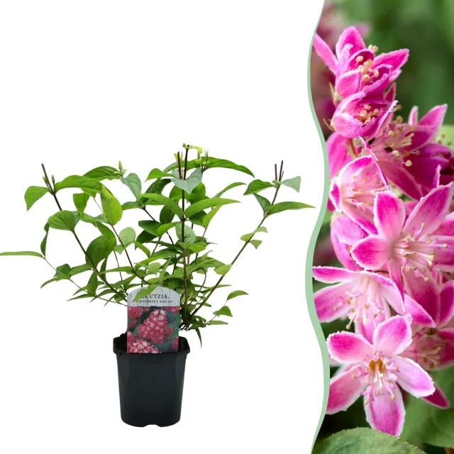 Plant and Stories Deutzia Strawberry Fields arbuste fleuri pot 17 cm