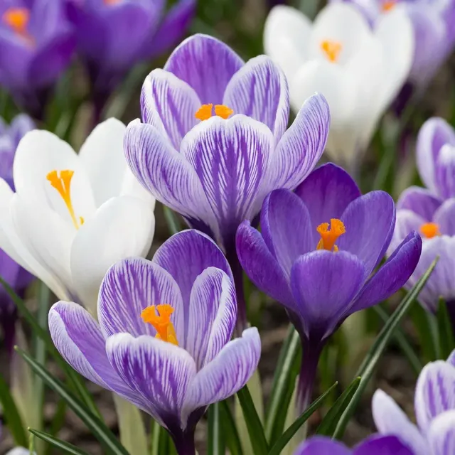 PLANT AND STORIES Crocus mélange bleu blanc bulbes 30 bulbes