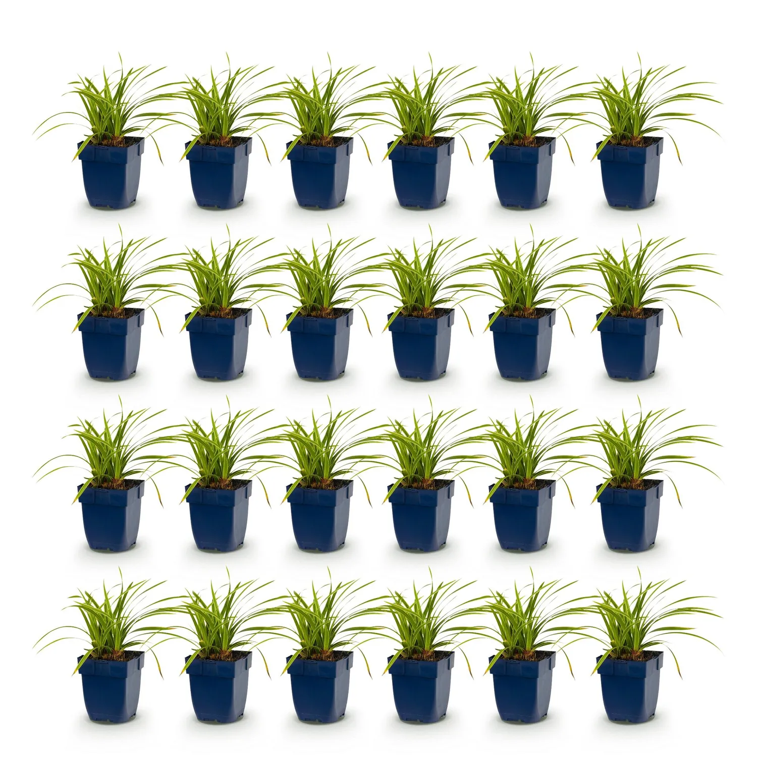 Plant and Stories Carex Ice Dance pot 11 cm 1 plant