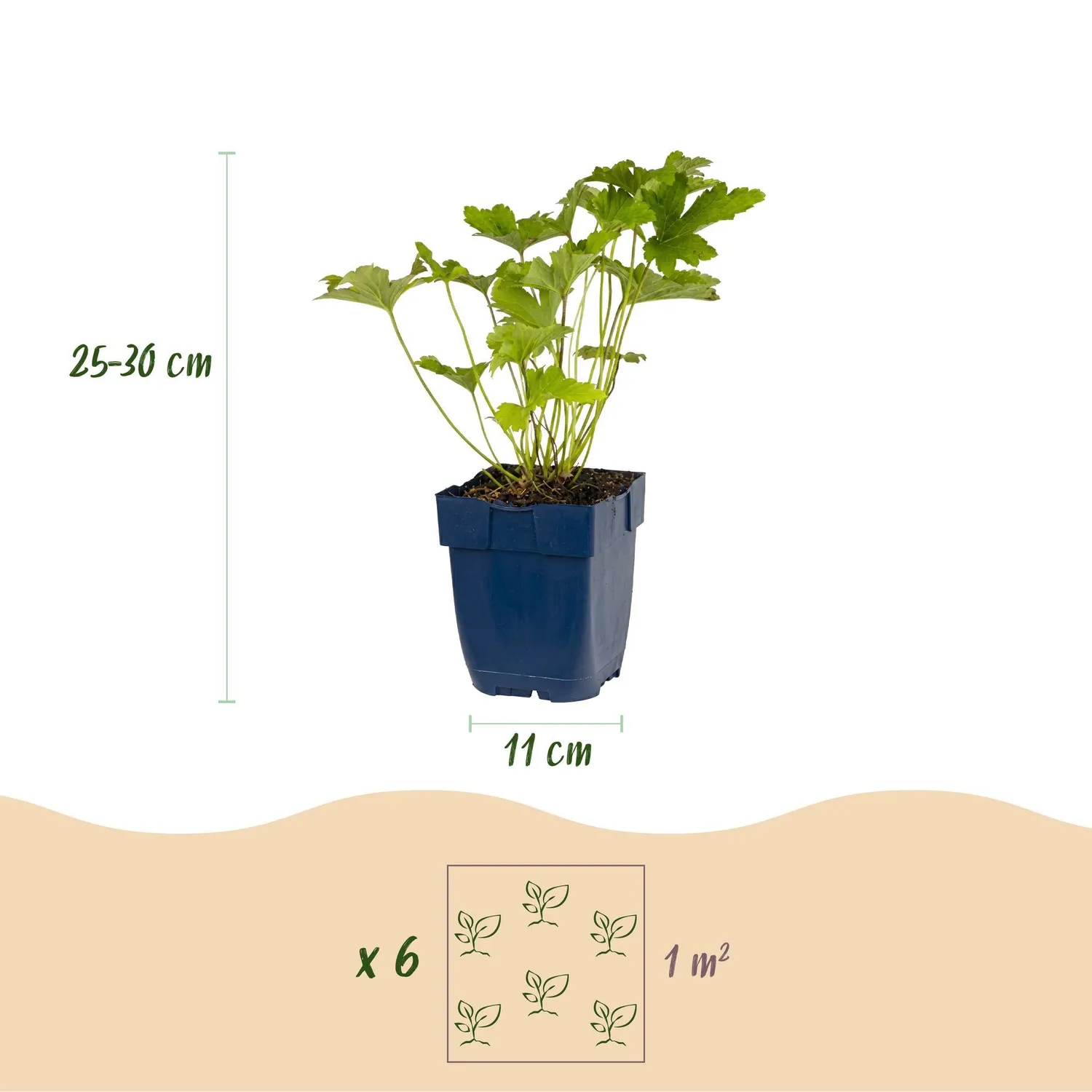 Plant and Stories vivaces ombre lot 6 plants pot 11 cm