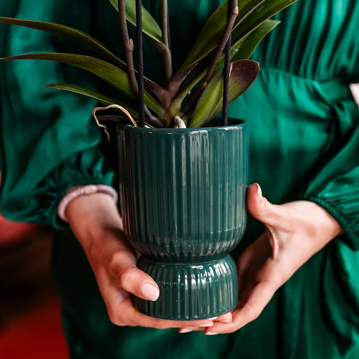 Plant and Stories Treviso orchidée Phalaenopsis pot 9 cm rose