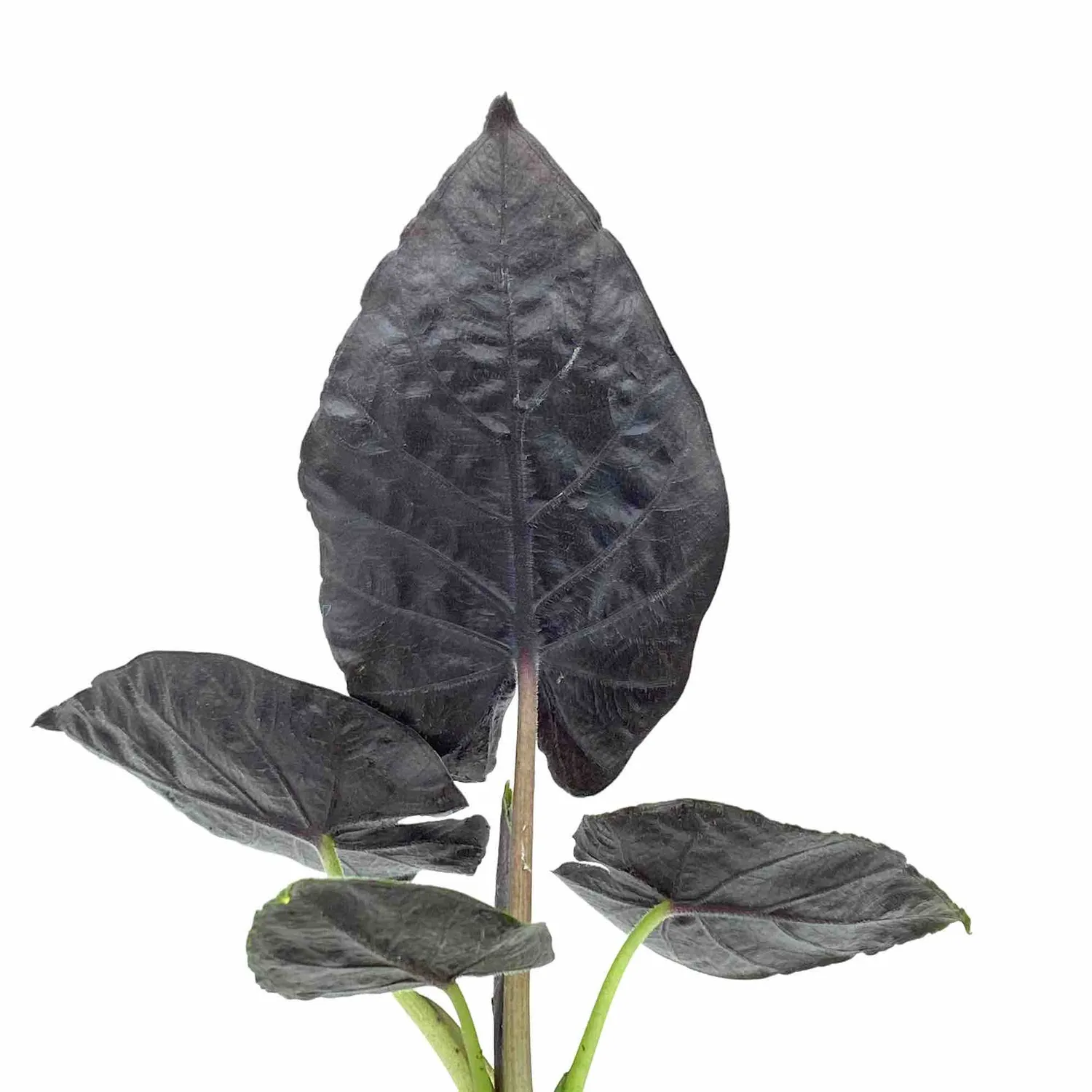 Plant and Stories Antoro Velvet alocasia 6 cm feuilles veloutées