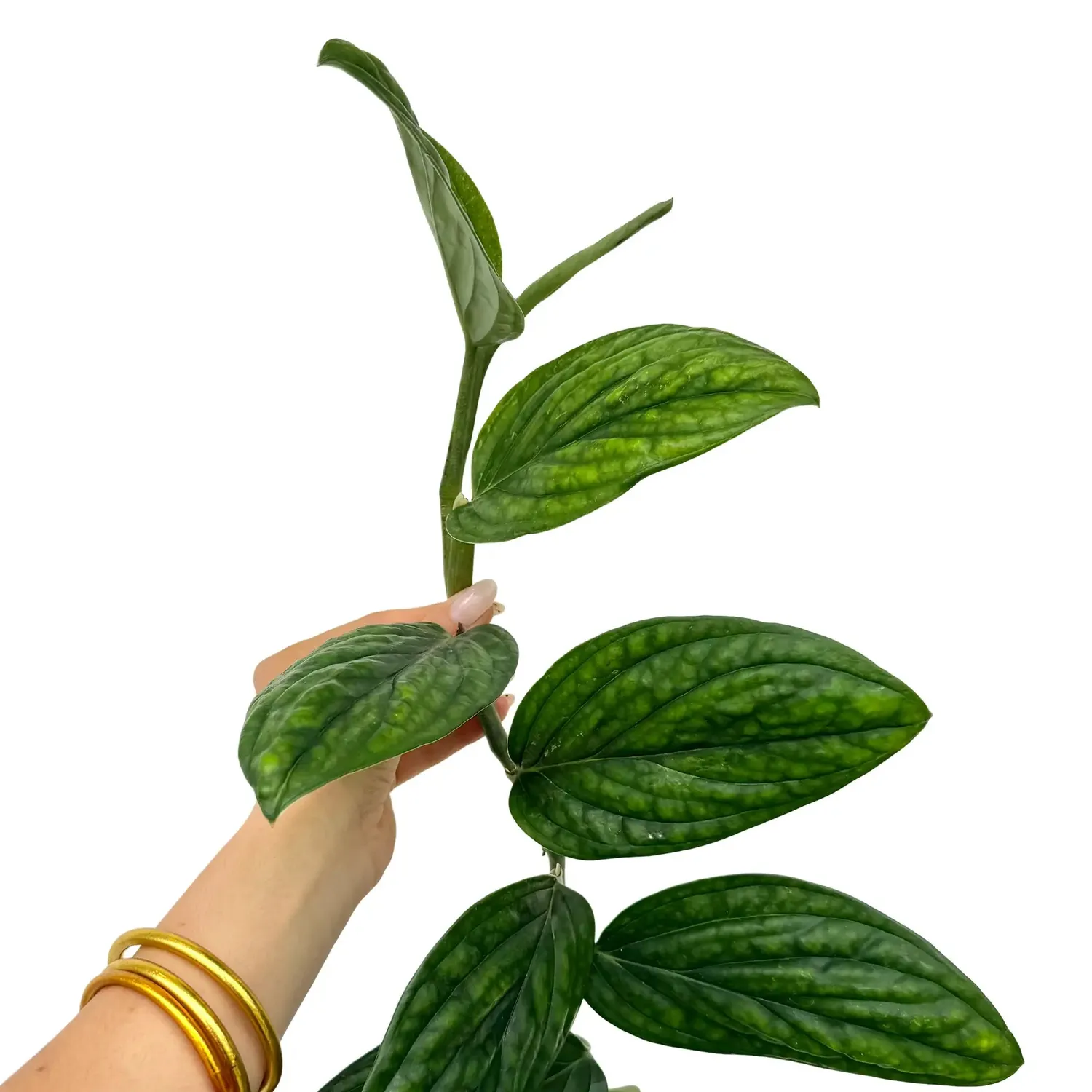 Plant and Stories Monstera Karstenianum Plante Pot 12cm Argentée