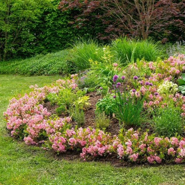 Plant and Stories Bloombux Light Pink rhododendron rose 23cm