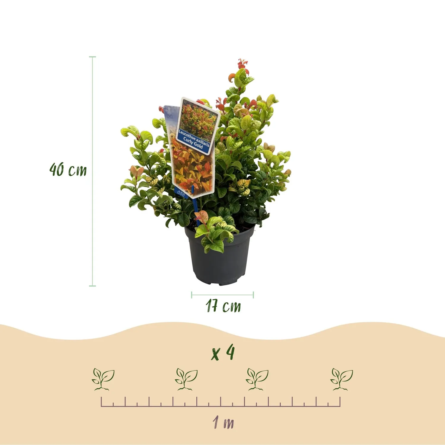 Plant and Stories Leucothoé Curly Gold arbuste 1 plant persistant