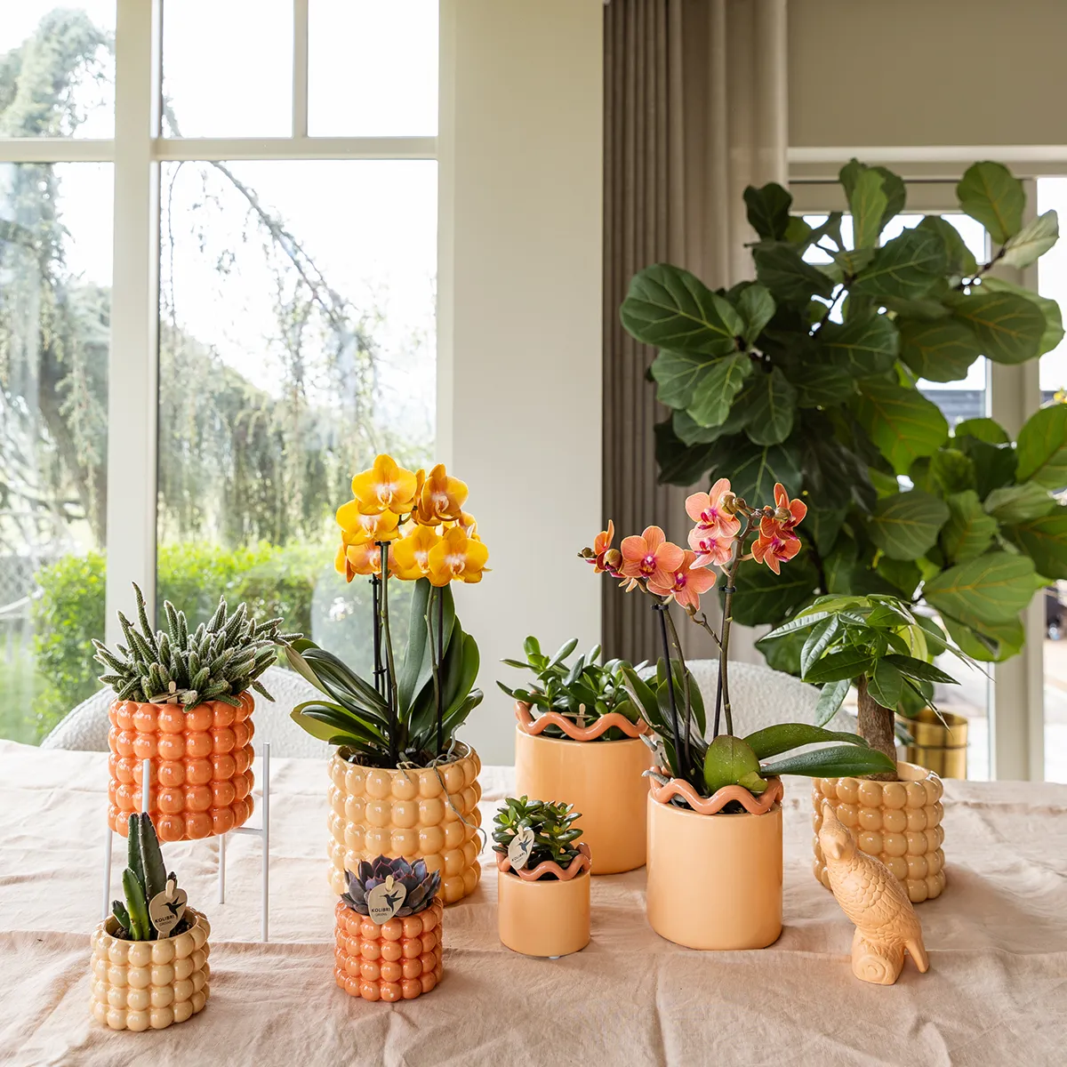 Plant and Stories Las Vegas orchidée pot 12 cm orange