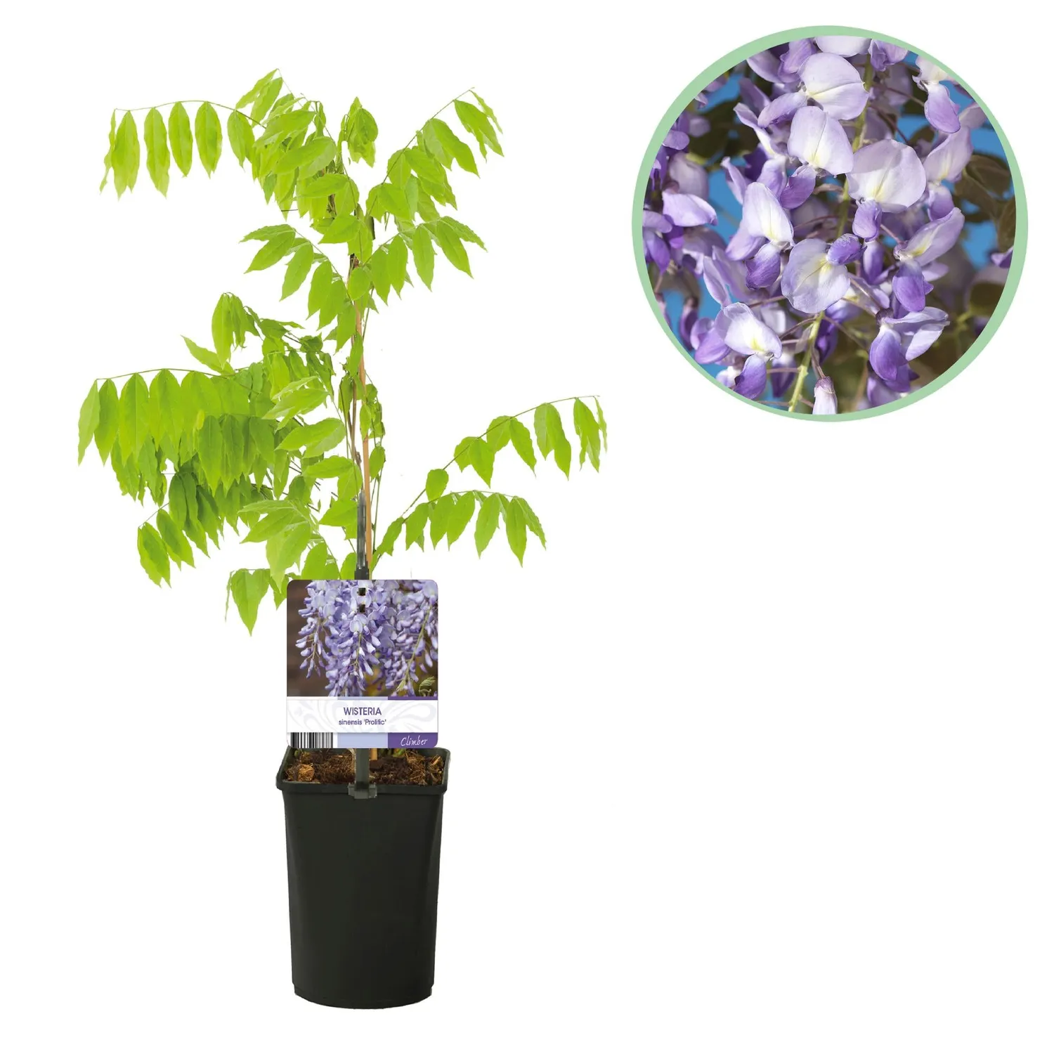 PLANT AND STORIES Glycine Prolific Wisteria grimpante pot 11 cm 40 cm