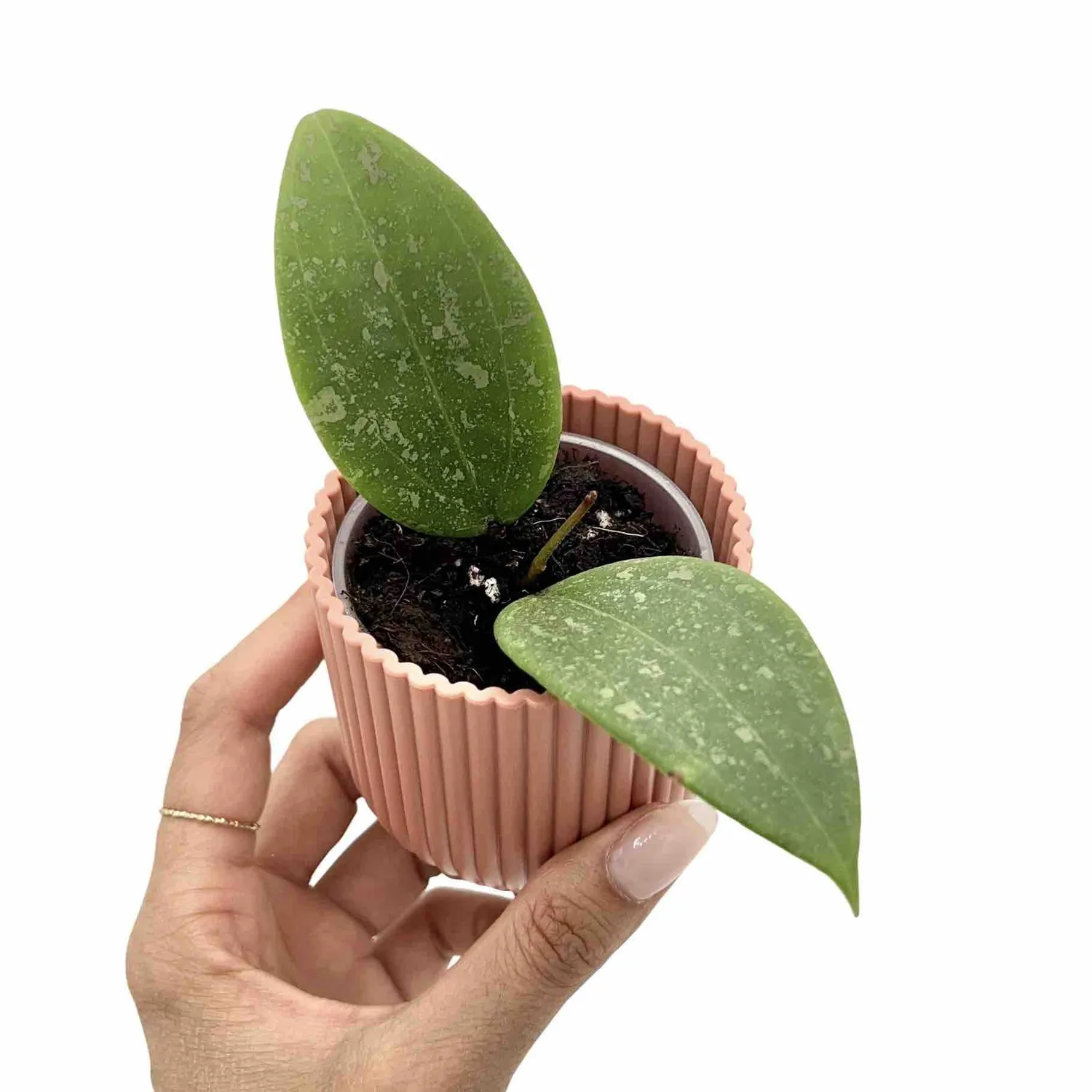 Plant and Stories Hoya Verticillata Wibergiae plante grimpante pot 6 cm