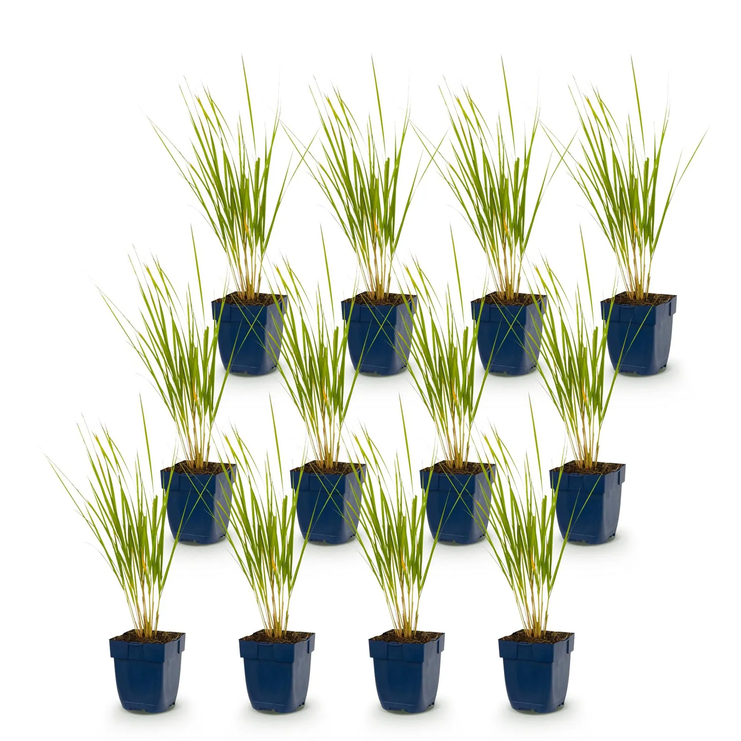 Plant and Stories Calamagrostis Karl Foerster graminée 1 plant dorée