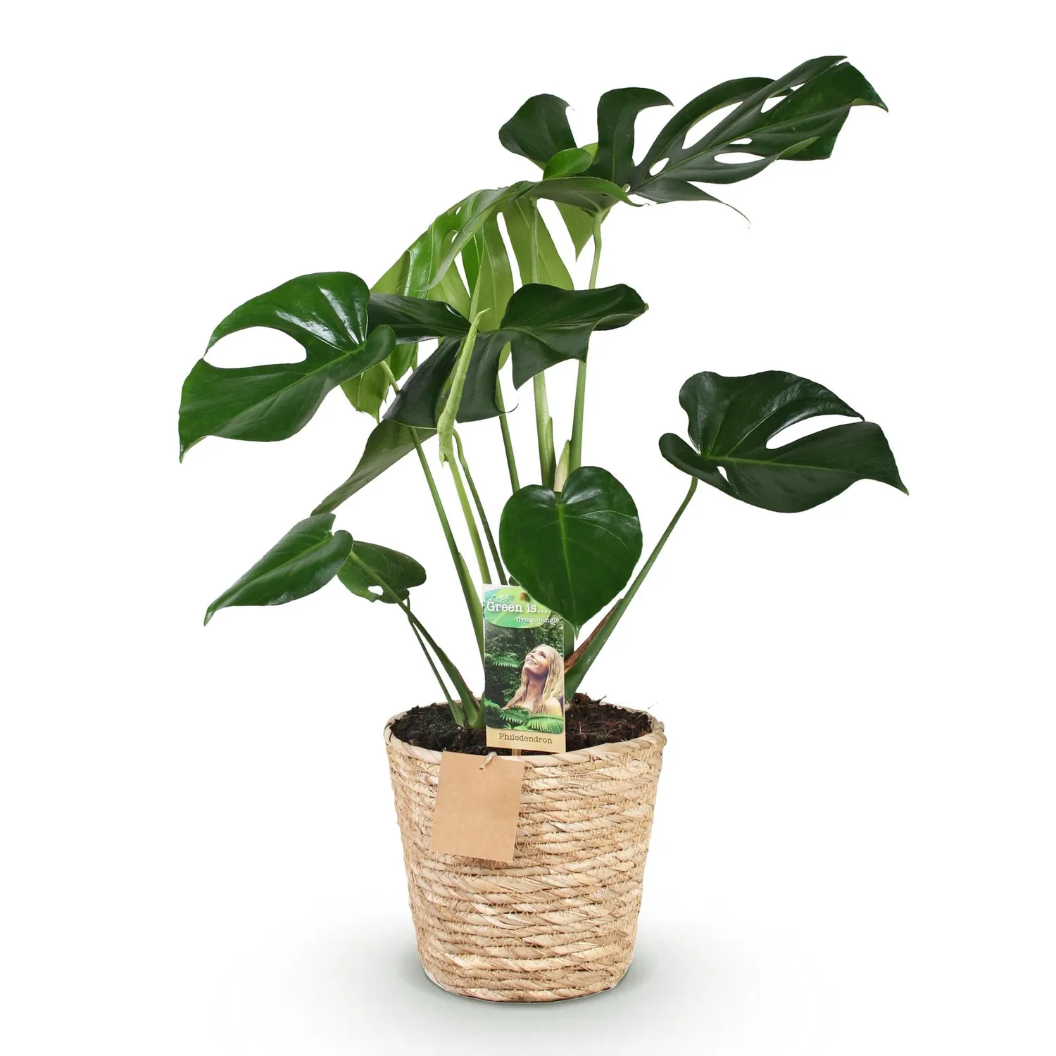 Plant and Stories Monstera Deliciosa plante 21 cm 70 cm