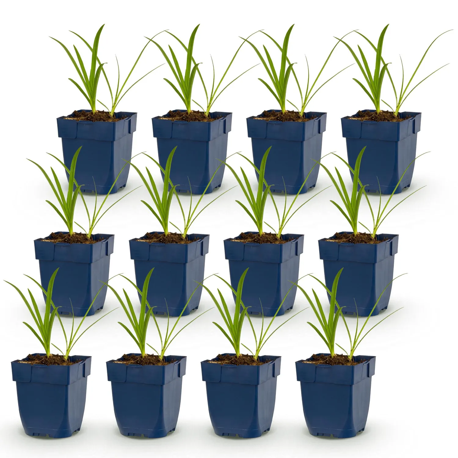 Plant and Stories Agapanthe Albus vivace 1 plant blanche
