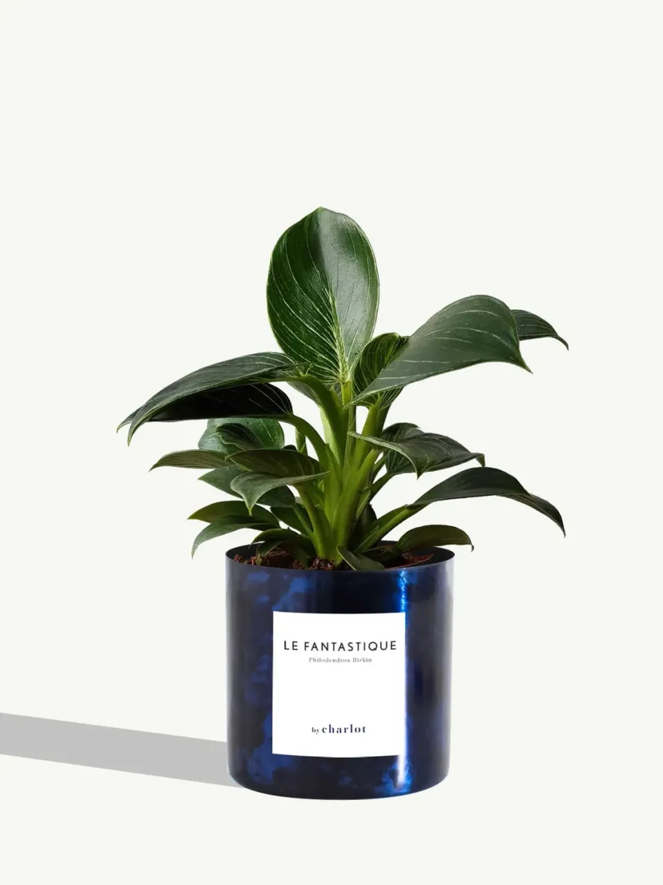 By Charlot Le Fantastique plante peperomia facile 10 cm
