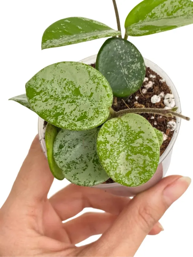Plant and Stories Hoya Mathilde Splash plante pot 6 cm