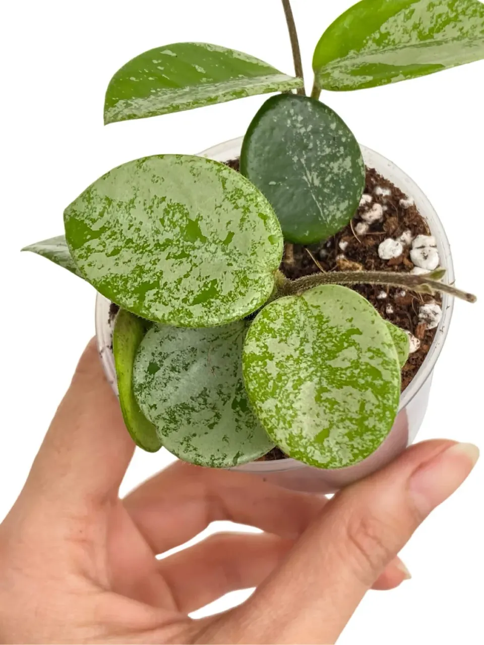 Plant and Stories Hoya Mathilde Splash plante pot 6 cm