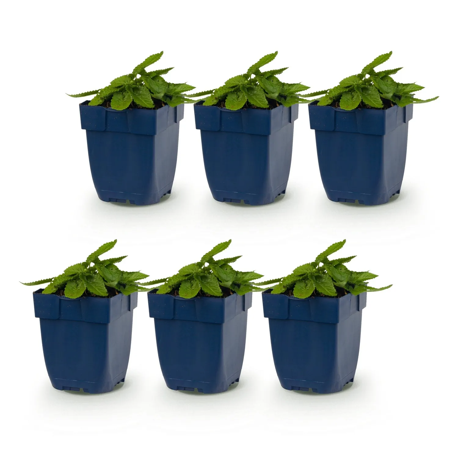 Plant and Stories Stachys Ukkie couvre-sol argenté 25 cm