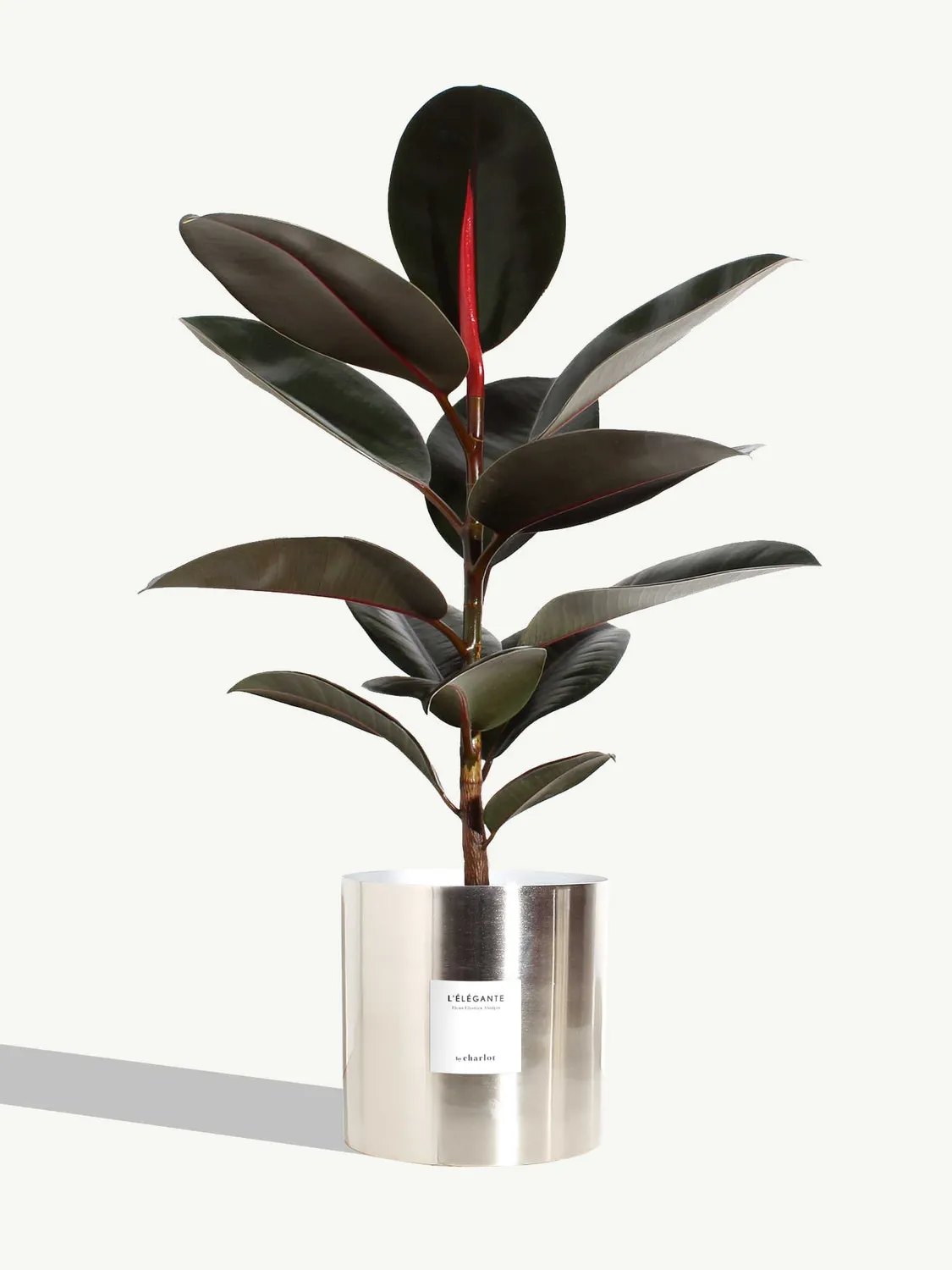 By Charlot L'Élégante plante ficus 60 cm pot 18 cm