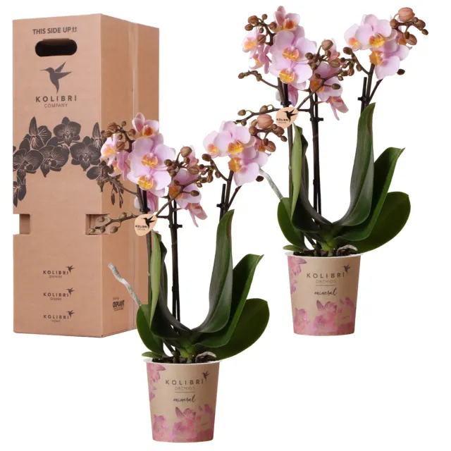 Plant and Stories Phalaenopsis orchidée set 2 surprise