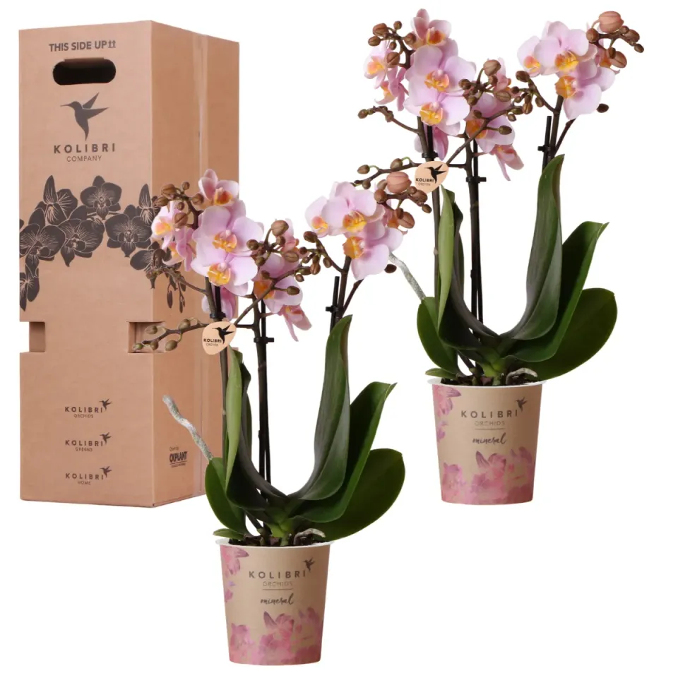 Plant and Stories Phalaenopsis orchidée set 2 surprise