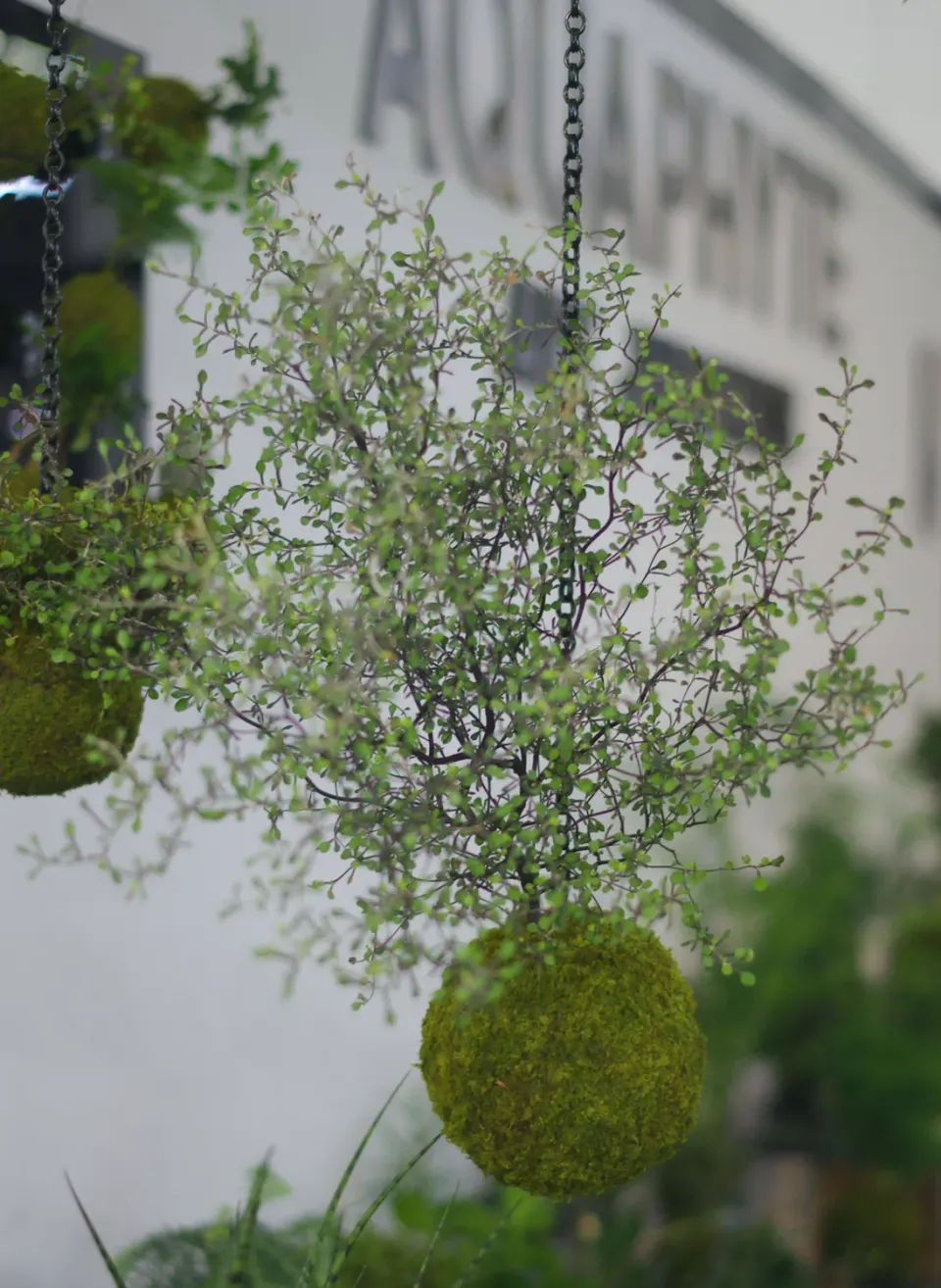 Aquaphyte Saiho-Ji Ni kokedama corokia extérieur