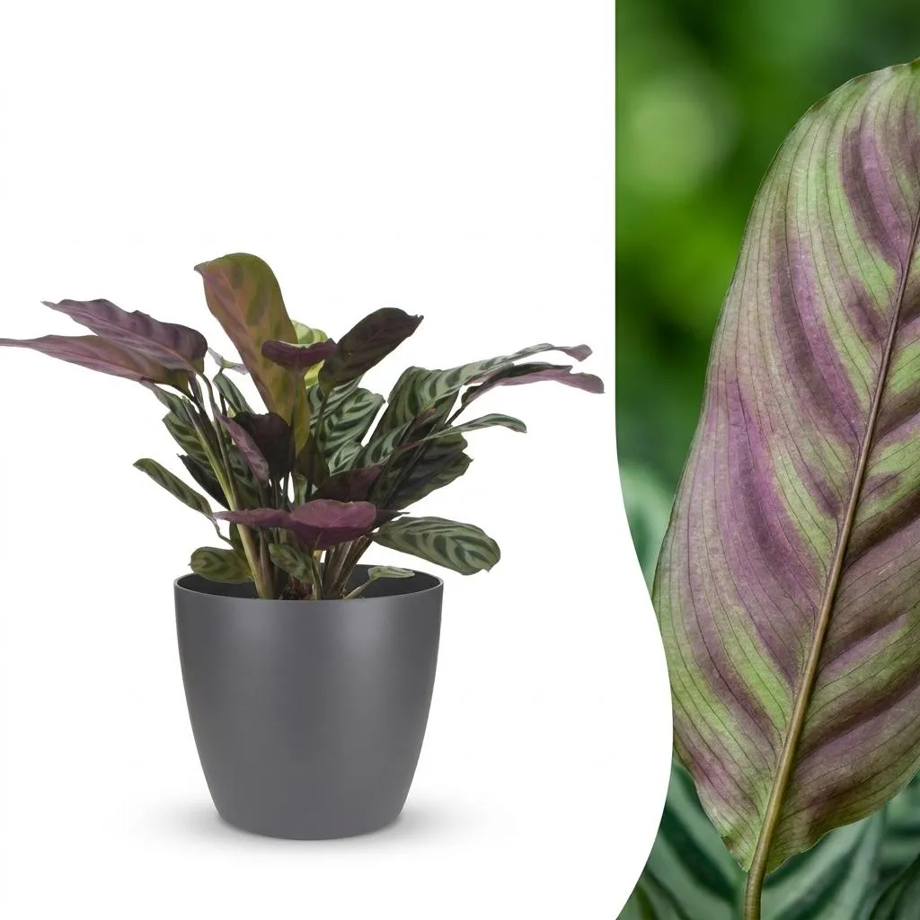 Plant and Stories Ctenanthe Burle Marxii plante prière pot 12 cm