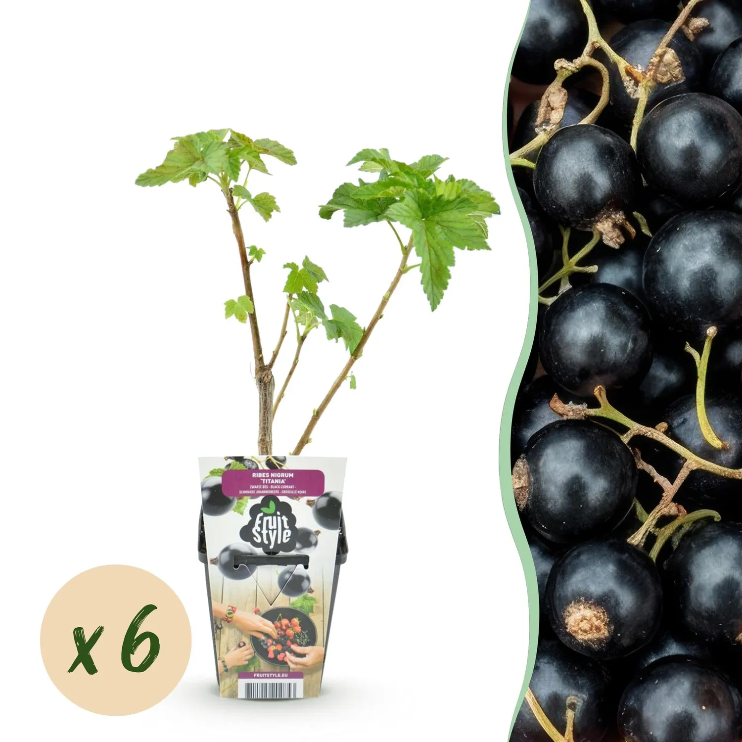 Plant and Stories Cassissier Titania fruitier 3 plants pot 9 cm