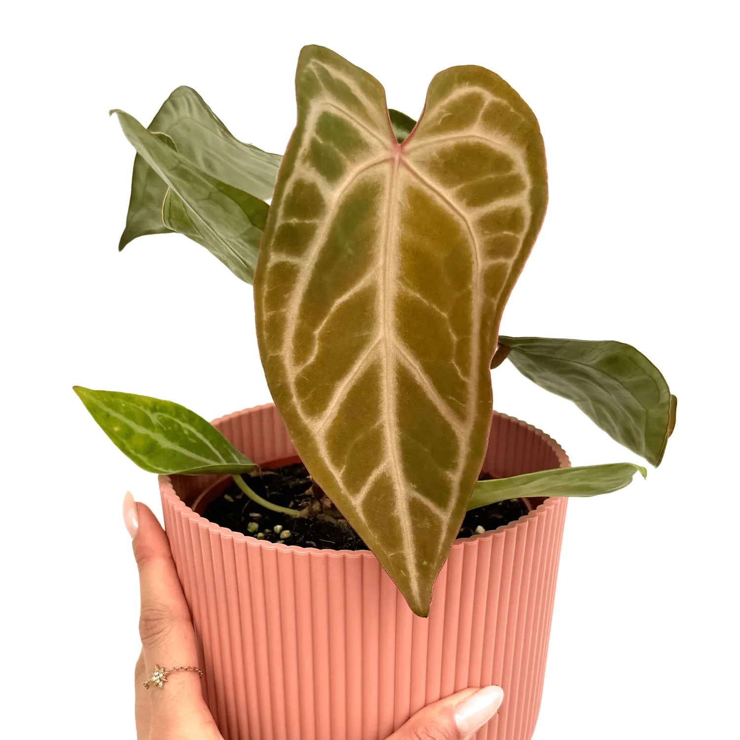 Plant and Stories Anthurium Snow Queen Plante Pot 12cm Blanc