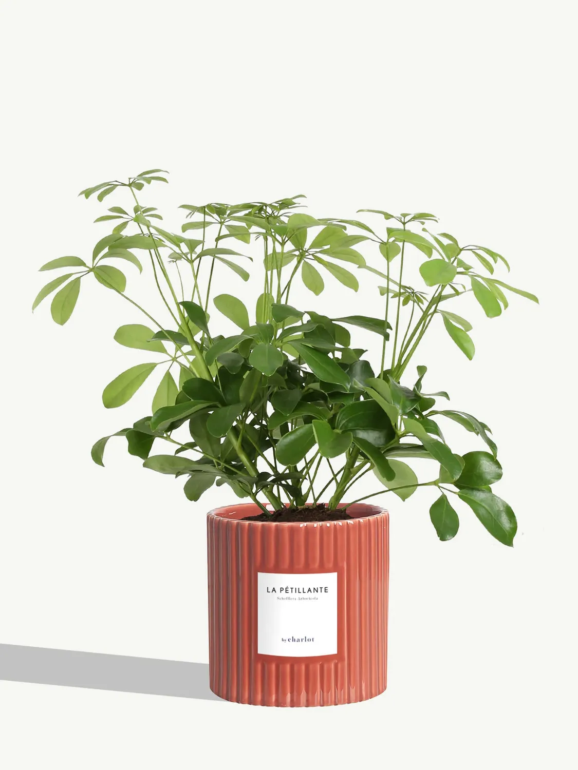 By Charlot La Pétillante schefflera pot 14 cm