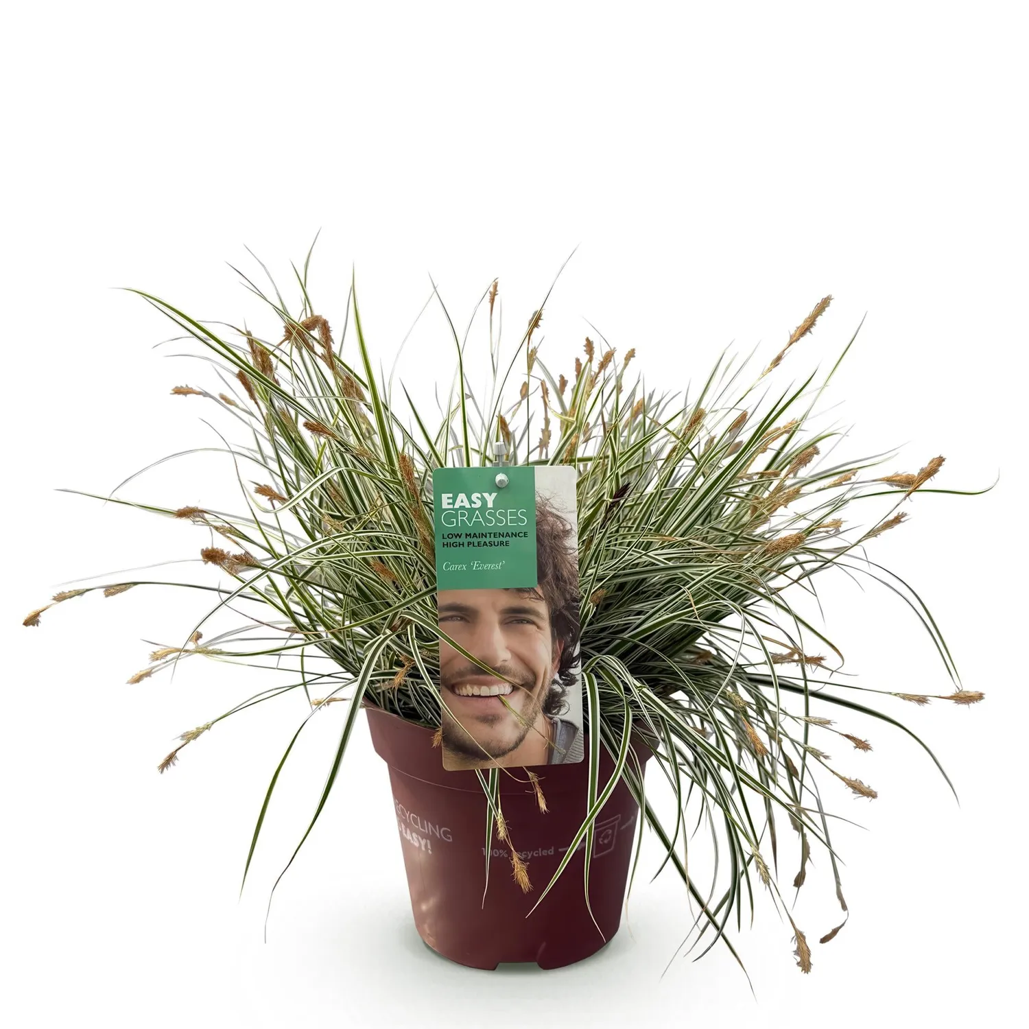 Plant and Stories Everest laîche 1 pot 17 cm panachée